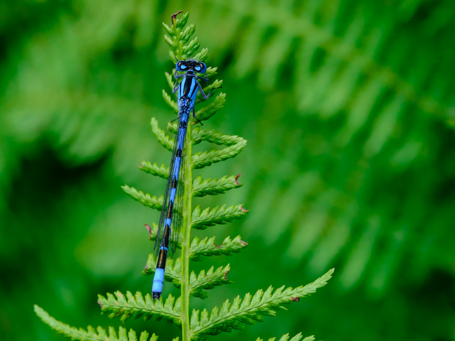 Common Blue Damselfly
